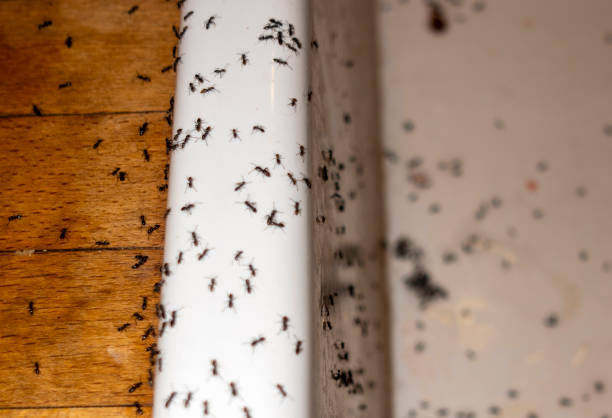 Best Best Pest Control Companies  in Northfield, IL